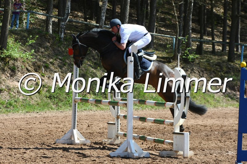 204M8117_Royal Leon_Springpferde_A.JPG